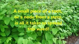 JAPANESE KNOTWEED: identification information