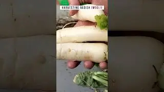 Radish Harvest After 60 Days | Grow Bag Gardening | Organic Radish at Home #shorts #viral #plants