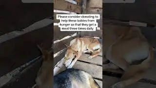#trending #donations #puppy #rescue #careforpets #dog #usa #rescuedog #petlover #subscribe #rescue