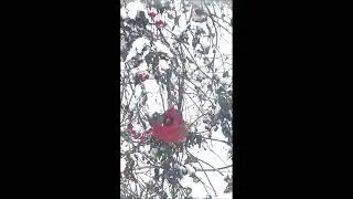 The Santa Claus Red Bird - Christmas Poem