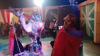 camel ka dance