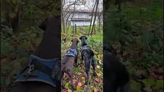 🎵 Etna y Juka | Canci&oacute;n sobre dos labradoras 🐶❤️ 