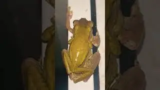 Garden Frogs 🐸 in  their reproduction !!