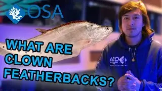 What are Clown Featherbacks?  | What is a Fish with Taras
