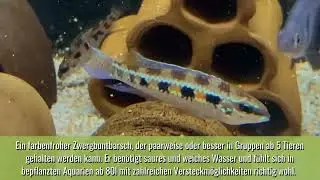 Gabelschwanz Schachbrettbuntbarsch - Dicrossus filamentosus