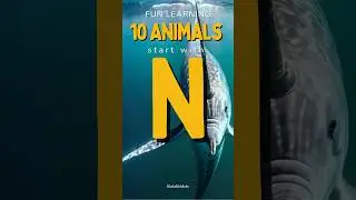 10 Notable Animals Starting with 'N'! #shortsanimalsvideos #animalshorts