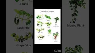 Climber and Creepers plant ☘️ Creepers plants l Climber plants #shorts #ytshorts