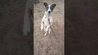 Iska expression toh dekho! 😂 Wait for the end 🐕 #shorts #funnydog #zoomzoom