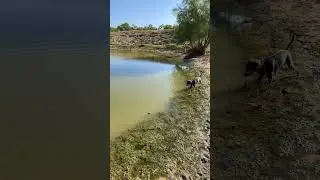 Dove dog puppy evaluation for comfort in water. This is a tricolor Blue Lacy puppy named Gypsy.