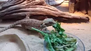 Кормление бородатых агам зеленью зимой