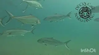 Close distance dive with tuna fish