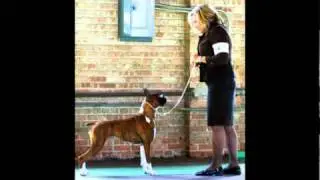 Boxer Breeder - Boxer Kennel - Criador de boxer - Canil de Boxer - Boxer BH - Helycohen Boxers