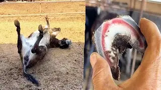It Hurts! My Donkey's Hoof Is Deformed And Blisters Are All Over The Soles Of My Feet. Help!