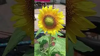 beautiful sunflower🌻in my rooftop garden ☺️  #cat #handembroidery #sunflower