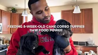 Feeding 5-Week-Old Cane Corso Puppies | Raw Food Power 💪🐾