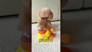 The Dog's Favorite Treat Toys！