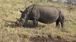 Hluhluwe - iMfolozi Park Game Drive - South African Tour-  26 Aug 2019