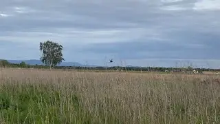 🪶 Fasanenhahn im Flug / Fasan / Pheasant / Фазан