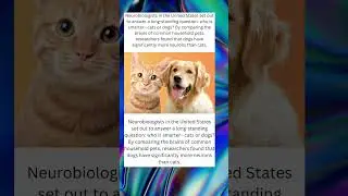 Cats vs Dogs: Science Finally Answers Who&rsquo;s Smarter