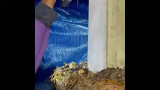 Season winter straw mushroom|At surin mushroom farm