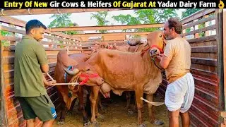Entry Of New Gir Cows & Heifers Of Gujarat At Yadav Dairy Farm,Lucknow/ For Sale- Gir Cows & Heifers