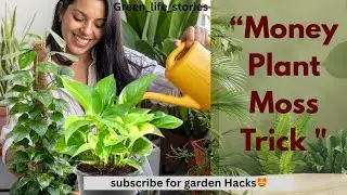 “Try This Hack 🌱 Your Money Plant Will Love It 😍🍃”#moneyplant 🌿#plantgrowth🌱#plantcare 🍀#indoorplant