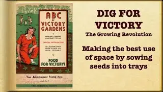 Dig for Victory - The Growing revolution  Saving space by growing veg in trays.