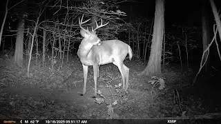 Lots of action at a big scrape: Trail Cam Adventures