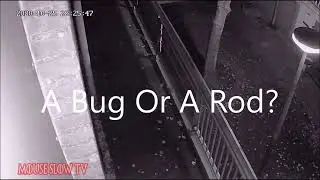 A Bug or a Rod?