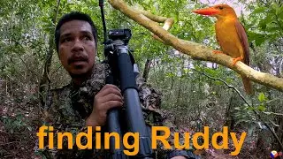 finding ruddy kingfisher