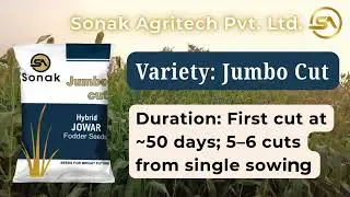 Jumbo Cut Jowar Farming 🚜 | High Yield Green Fodder | Dairy Farmers Special