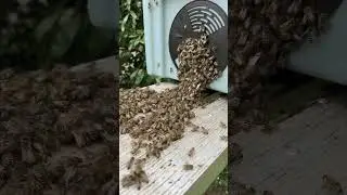 Bee Swarm Relocation: From Hedge to Hive 🐝🌿