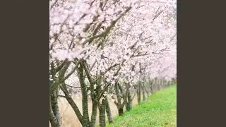 Spring Magic