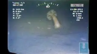 Metridium on Can, Rockfish, and Prawn