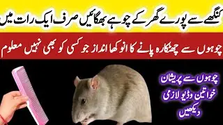 Ghar sy chuhe bhagany ka asan Tarika 😱| easy home Tips چوہوں سے نجات | how to get rat from house