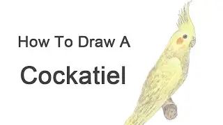 How to Draw a Cockatiel