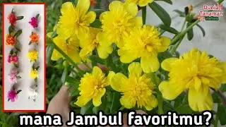Portulaca Fairytale Series 💖 Bunga Moss Rose alias Krokot Jambul yang Unik
