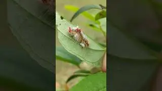 Beautiful Catterpillar!!! Tussock Moth Catterpillar! Meghalaya!