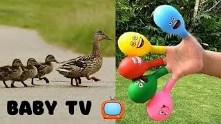 The Ducks Finger Family  Song Tones  | Nursery Rhymes And Kids Songs  Baby TV - 📺