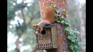 Eichh&ouml;rnchen PINSELOHR l&auml;sst Junges fallen