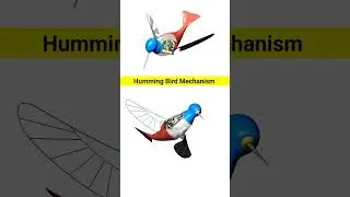 ✅How Hummingbirds Fly❓ Mechanical Mechanism Animation