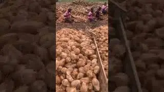 📞8210556731 Best Quality Semi Husked Coconut Available Call Us For Wholesale Business#ashortaday