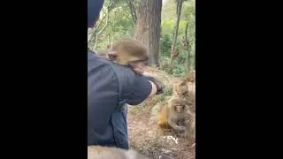 Nature of Monkey Zoo - How Monkey Lives as Groups