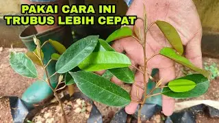 MERAWAT BIBIT BABY DURIAN AGAR CEPAT TUMBUH BESAR