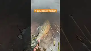 Какой у вас рекорд по голавлю?) #голавль #голавльнаспиннинг #поймалотпусти #chub #smith #рыбалка