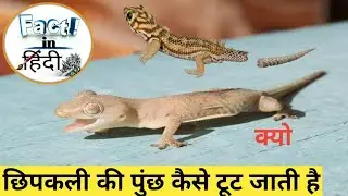 छिपकली की पुंछ कैसे टूट जाती है / The Lizard tail secret fact in hindi | Fact in hindi