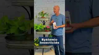 First Thing To Do With New Houseplants - Protect Your Houseplants