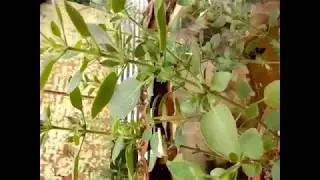 Ashwagandha, Withania somnifera,  Indian ginseng, poison gooseberry, or winter cherry