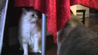 Ninja Cat Games - Furball Fables