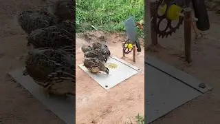 Creative DIY Bird Trap - Quail Trap # bird trap technique #
